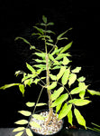 Commiphora aprevalii 1 gallon Large