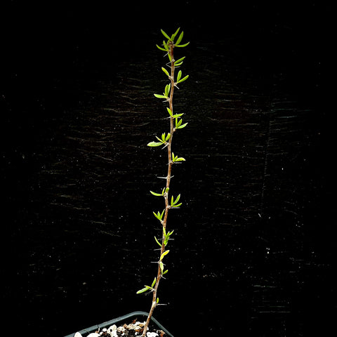 Alluaudiopsis marnieriarum 4" Madagascar Spiny Forest
