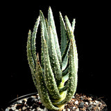 Aloe dichotoma 5"