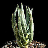 Aloe dichotoma 6"/1 gallon Quiver Tree African Arborescent Aloe Species
