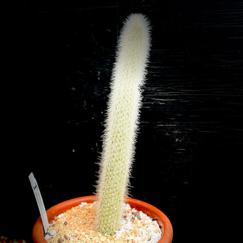 Cleistocactus strausii  White Monkey Tail Cactus