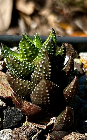 Haworthia coarctata 4" Tower Forming Succulent - Great House Plant