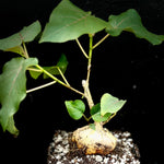 EP - Ficus petiolaris 6"/1 gallon Exact Plant Bonsai Specimen Seed Grown