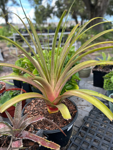 xEnchotia ‘Kay Judy’ Encholirium x Hechtia Bigeneric Hybrid | Seed Grown LARGE plant