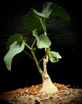Pyrenacantha malvifolia  HUGE  Caudex Plant Great Succulent Bonsai