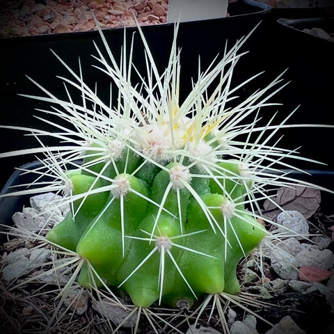 Echinocactus grusonii 4” pots WHITE SPINE FORM Barrel