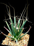 Leuchtenbergia principis 4"