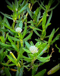 Samphire Silverhead | Blutaparon vermiculare | Florida Native Succulent Groundcover
