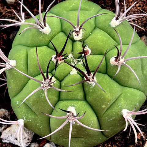 Gymnocalycium marquezii 5" pot Chin Cactus Large Plants