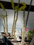Pachypodium rutenbergianum v meridionale Large Seed Grown Madagascar Palm