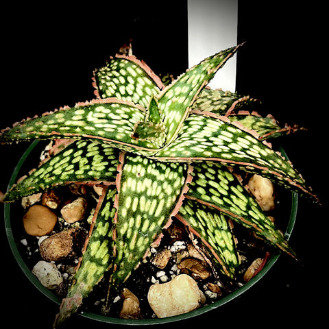 Aloe hybrid 'Mauna Loa' 4" pots rare aloe hybrid