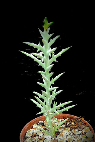 Euphorbia stenoclada ssp stenoclada 5” Rooted Cuttings