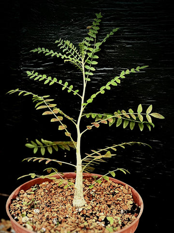 Boswellia neglecta 1 gallon Seed Grown