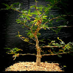 Operculicarya pachypus x decaryi 1 gallon/6" Bonsai Tree