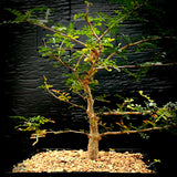 Operculicarya pachypus x decaryi 1 gallon/6" Bonsai Tree