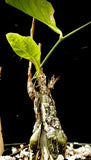 Cephalopentandra ecirrhosa 5"