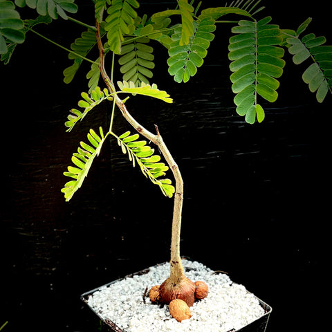 Entada leptostachya 6" seed grown