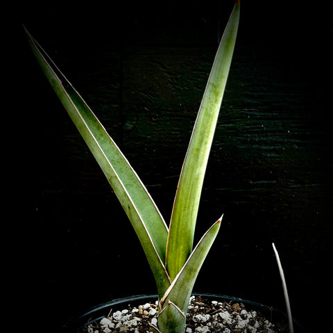 Sansevieria robusta Blue 1 gallon offsets From Variegated Plant