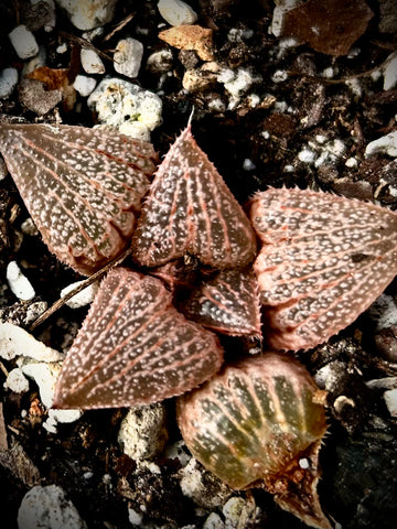 Haworthia emelyae picta Pink Clone