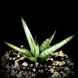 Sanseviera Silver Crown 1 gallon or 4” pots Offsets Rare Hybrid