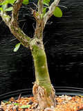 Fouquieria macdougalli Bonsai Specimen Ocotillo
