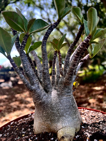 Adenium arabicum Black Hawk Thai Socotranum seed grown Desert Rose Bonsai