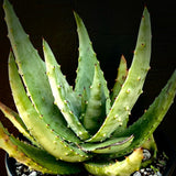 Aloe aculeata Large Seed Grown 2 gallon