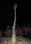 Adenium arabicum Black Hawk Thai Socotranum SEEDLINGS 4” Pot | Desert Rose