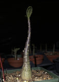 Adenium arabicum Black Hawk Thai Socotranum SEEDLINGS 4” Pot | Desert Rose