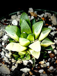 Haworthia mirabilis munda Variegated Unique glow exact plant