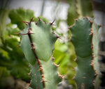 Euphorbia ledienii | South Africa Mounding Euphorbia