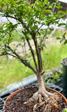 Euphorbia elliotii Exact Specimen | Madagascar Spiny Forest Endemic