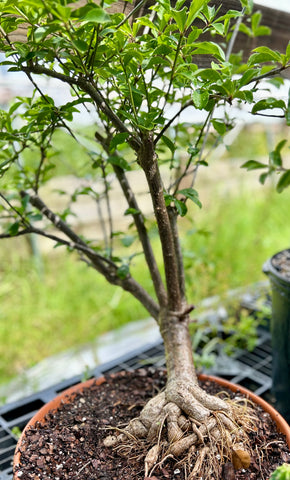 Euphorbia elliotii Exact Specimen | Madagascar Spiny Forest Endemic