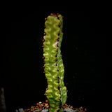Euphorbia heterochroma ssp heterochroma 4 inch