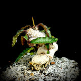 Euphorbia francoisii Specimen 12F Bonsai 5” pot