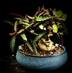 Euphorbia francoisii 3" Dwarf Madagascar Caudex Type Pick For Me