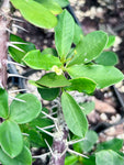 Euphorbia delphinensis | Madagascar spiny forest | Crown of thorns