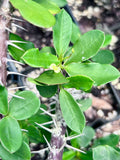 Euphorbia delphinensis | Madagascar spiny forest | Crown of thorns