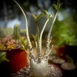 Adenium arabicum Shada form 4" Seed Grown