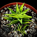 Haworthia Kotengu Nishiki ex Renny Wong Hybrid