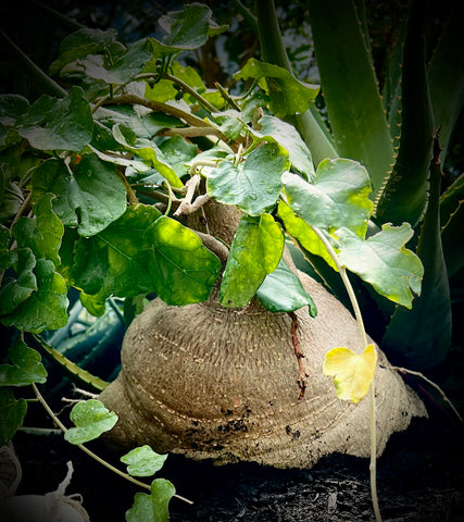 Pyrenacantha malvifolia 5" HUGE  Caudex Plant Great Succulent Bonsai