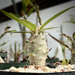 Pachypodium rosulatum rosulatum Seed Grown Huge Caudex Super Fat