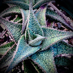 Aloe Dick Wright Hybrid 4