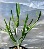 Euphorbia xylophylloides | Leafless Madagascar Euphorbia | Exact Plants
