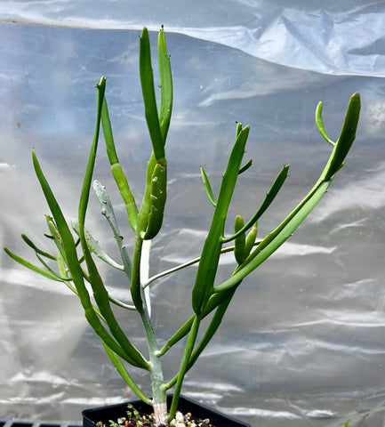 Euphorbia xylophylloides | Leafless Madagascar Euphorbia | Exact Plants
