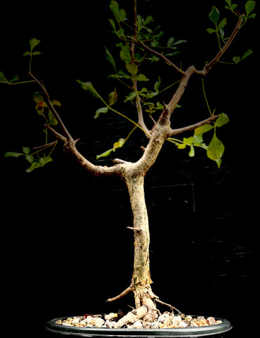 Commiphora africana Seed Grown Large Specimen 1 gallon EP
