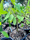 Commiphora madagascarensis 6"