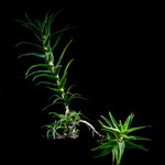 Aloe ciliaris Specimen 1 gallon Climbing Aloe