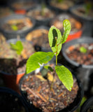 Pignut hickory Carya glabra Florida Native Tree