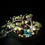 Portulacaria afra variegated Bonsai in Stockman Bowl - Purchase With or Without Pot